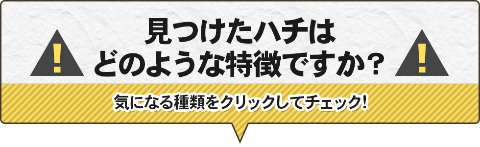 見つけたハチはどのような特徴ですか？