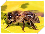 ミツバチの特徴