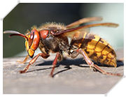 スズメバチの特徴