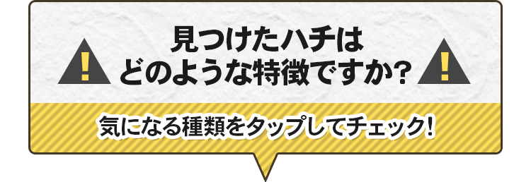 見つけたハチはどのような特徴ですか？